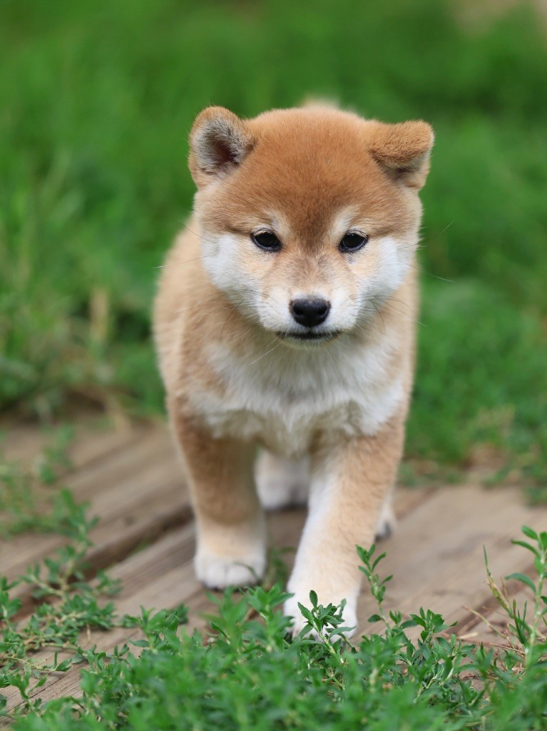 Nippon'ai - Chiots disponibles - Shiba