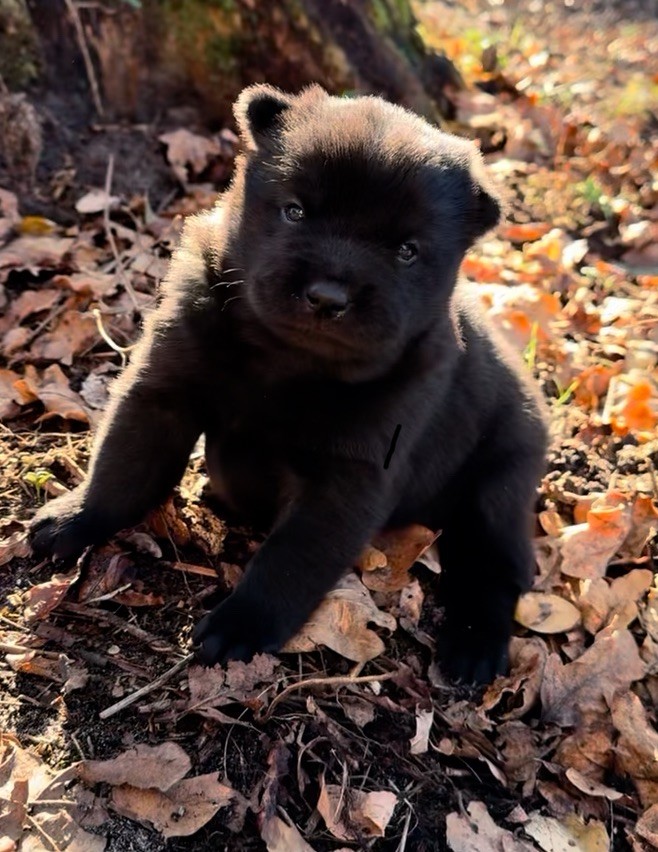 Nippon'ai - Chiots disponibles - Kai