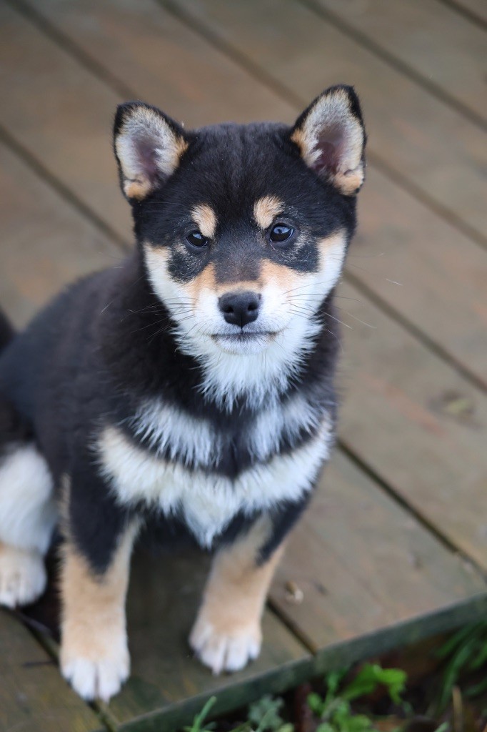 Chiot Shiba Nippon'ai