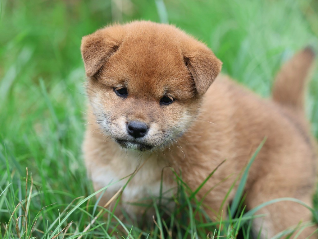 Nippon'ai - Chiots disponibles - Shiba