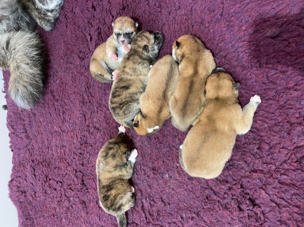 Chiot Akita Nippon'ai