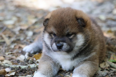 Chiot N°1