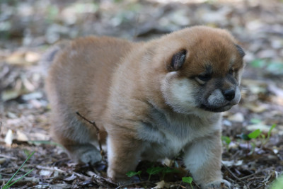 Chiot N°2