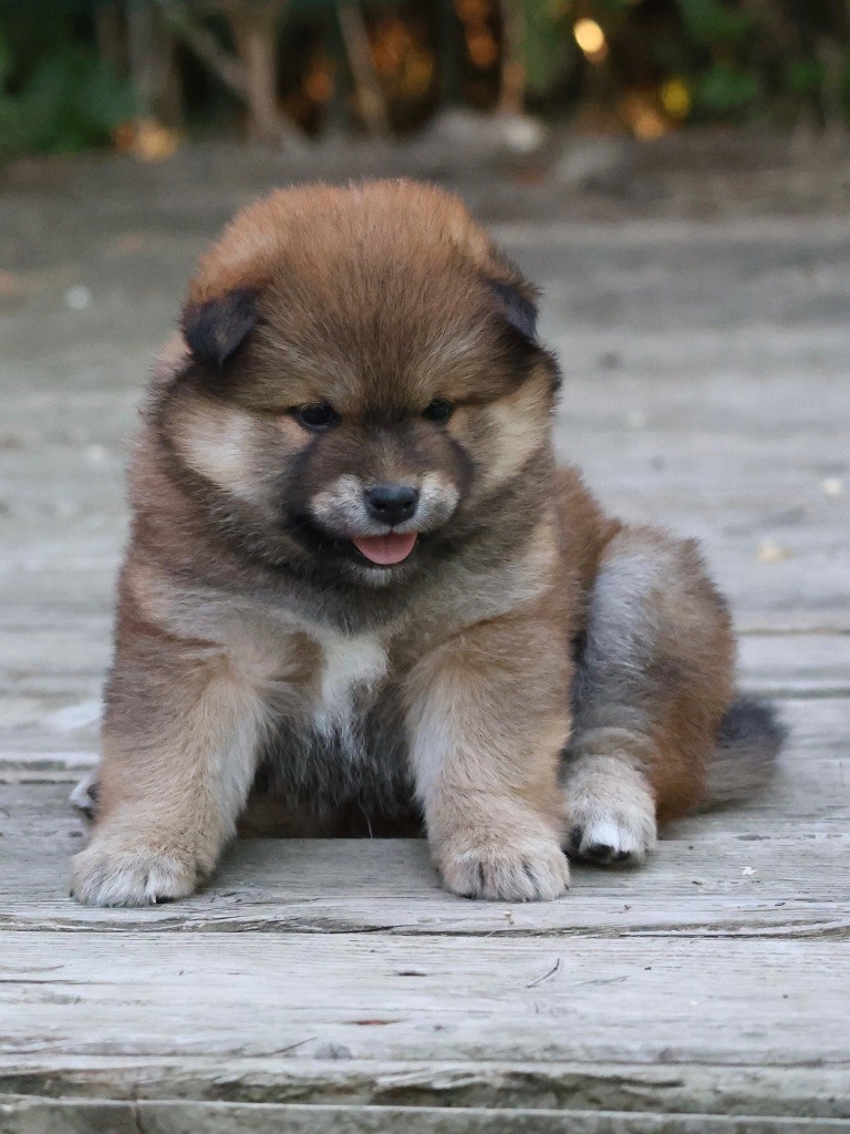 Nippon'ai - Chiots disponibles - Shiba