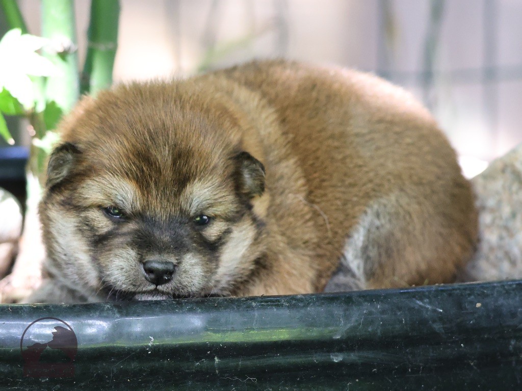 Nippon'ai - Chiots disponibles - Shiba