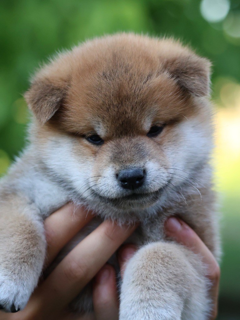 Nippon'ai - Chiots disponibles - Shiba