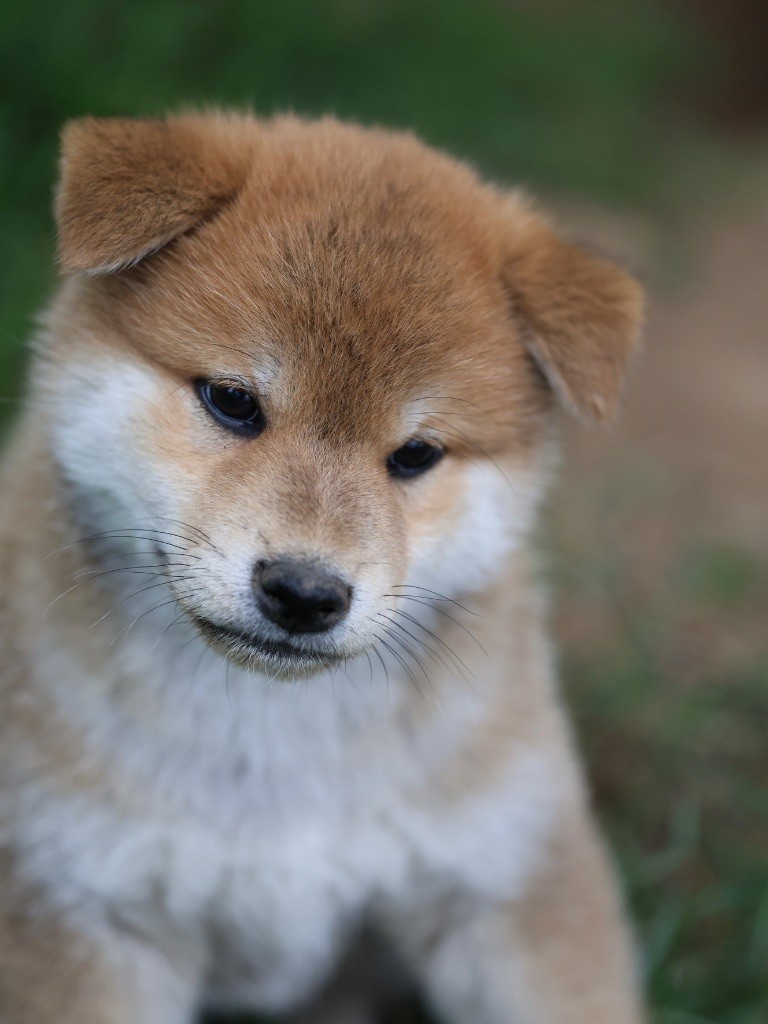Nippon'ai - Chiots disponibles - Shiba