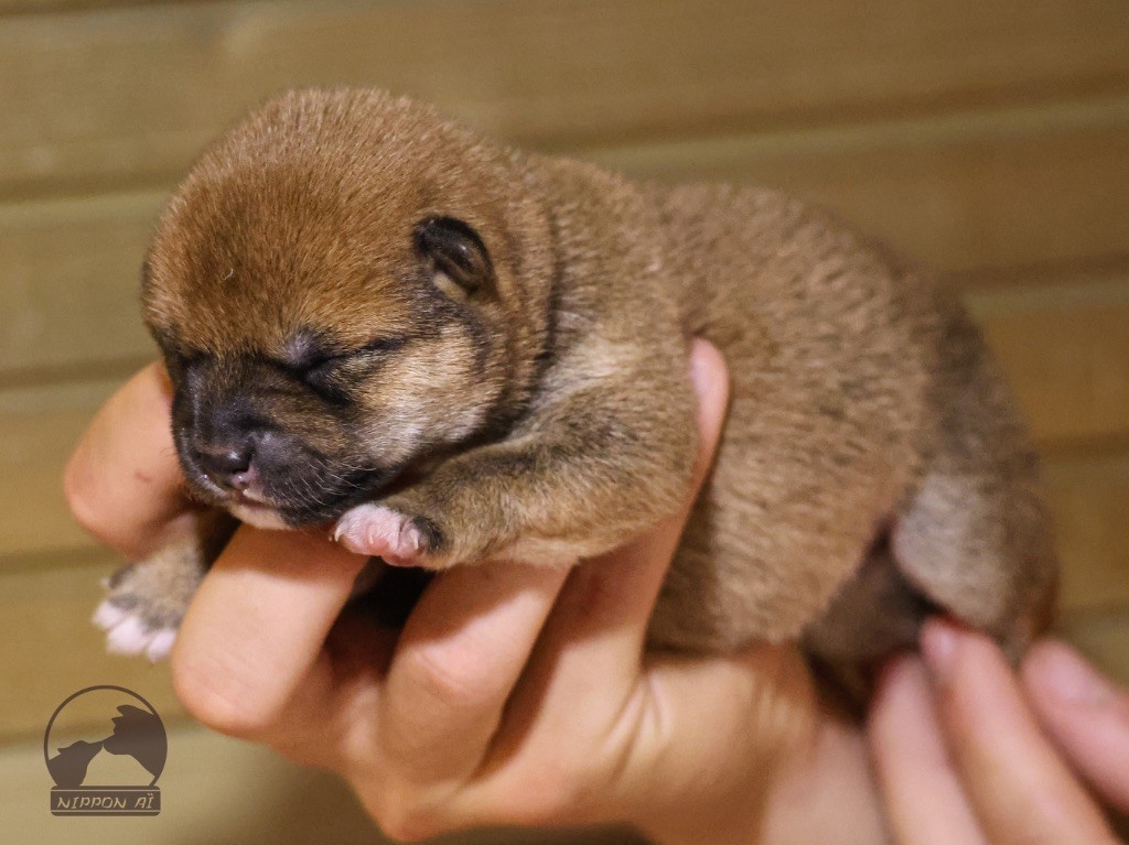 Nippon'ai - Chiots disponibles - Shiba