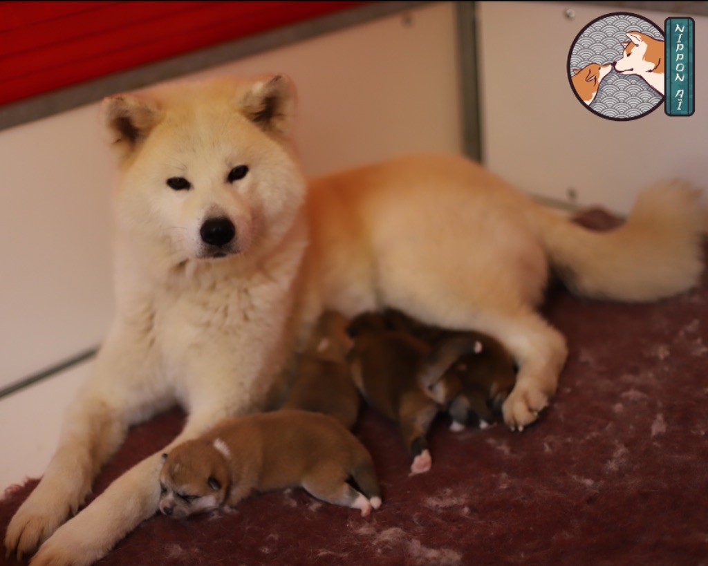 Chiot Akita Nippon'ai