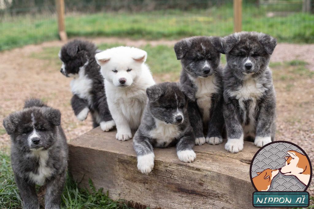 Chiot Akita Nippon'ai