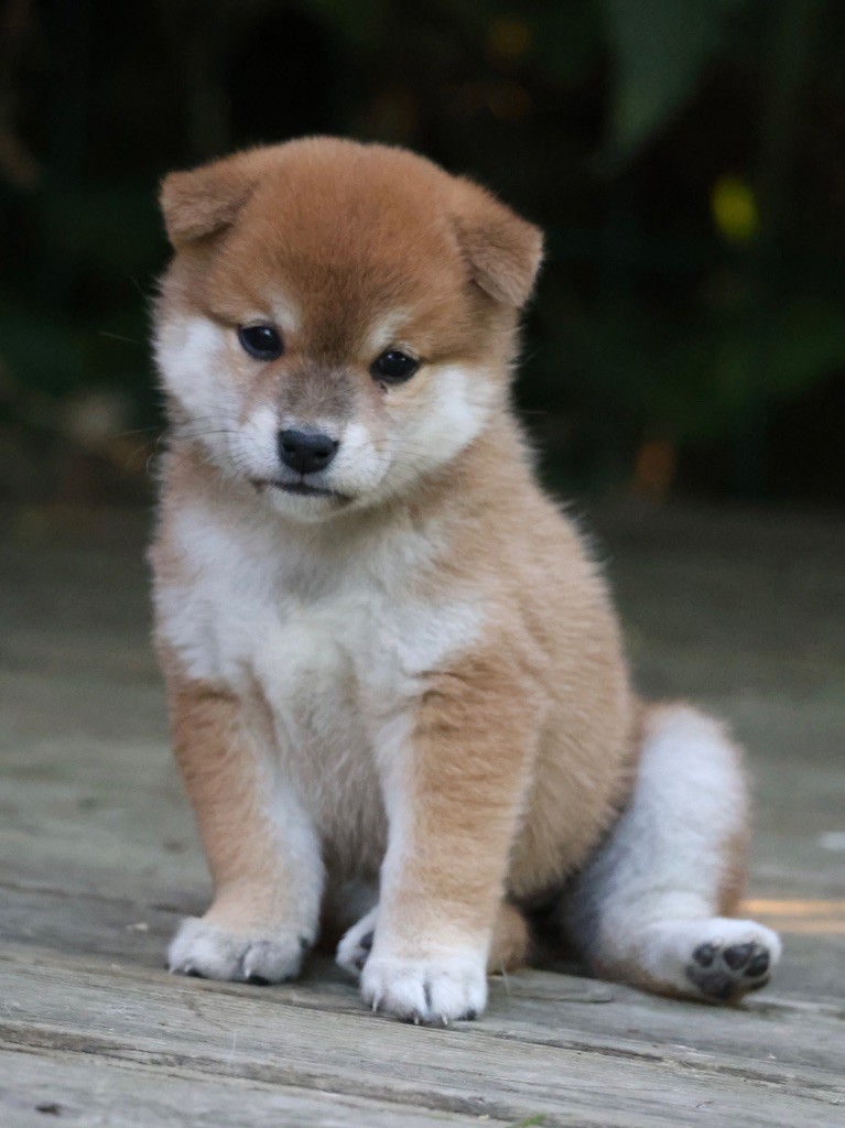 Nippon'ai - Chiots disponibles - Shiba