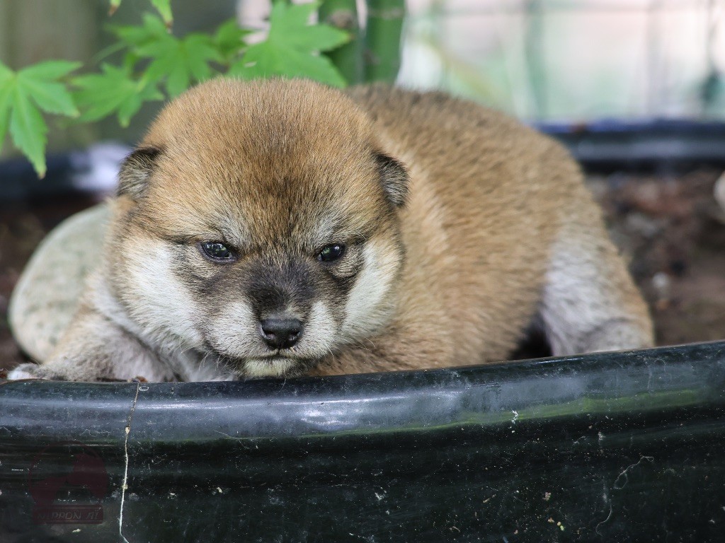 Nippon'ai - Chiots disponibles - Shiba