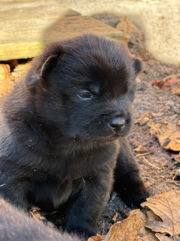 Nippon'ai - Chiots disponibles - Kai