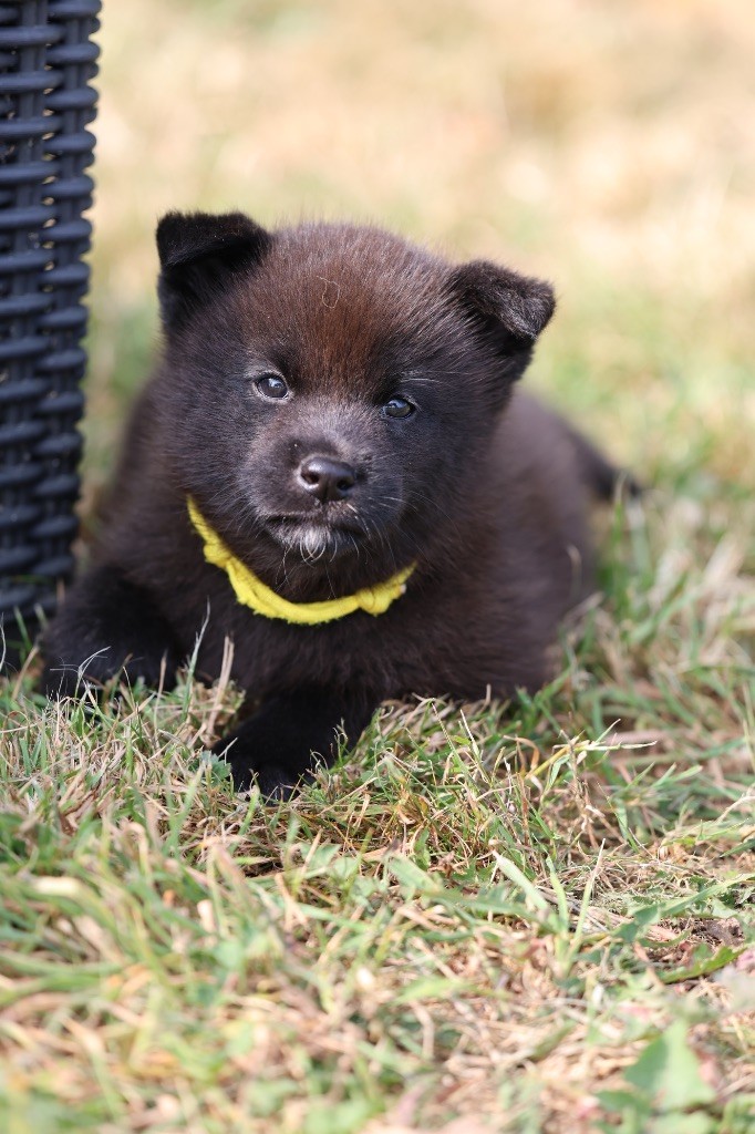 Nippon'ai - Chiots disponibles - Kai